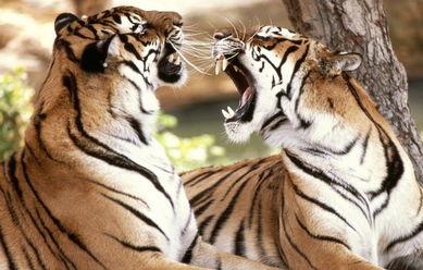 面老虎图片,野生老虎的雄姿与力量